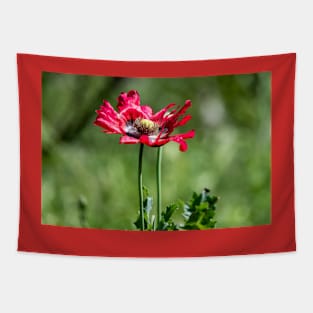 Red Poppy Wildflower Tapestry