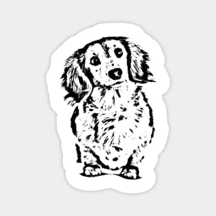 Long Haired Dachshund Sketch Magnet