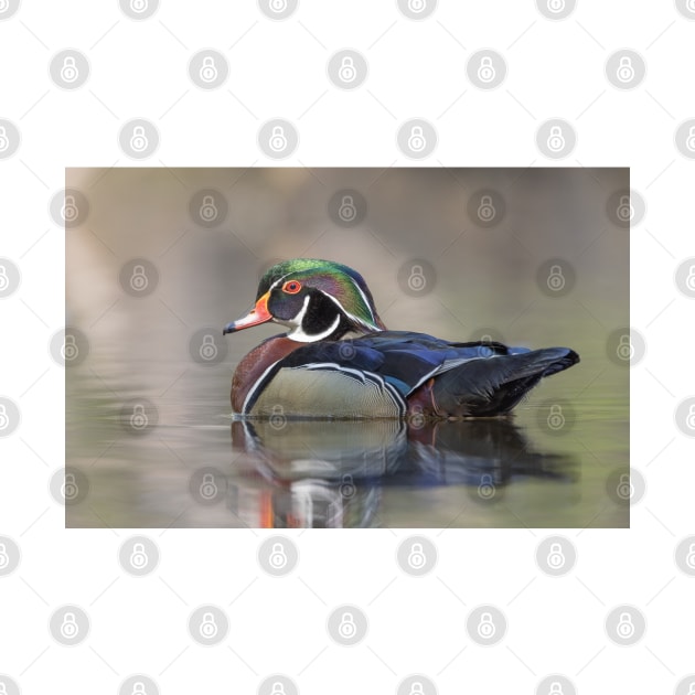 Wood duck swimming by Jim Cumming