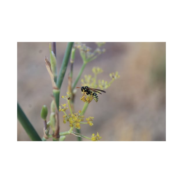 Paper Wasp by Johannes T. Evans