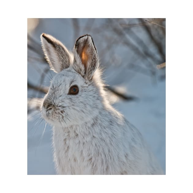 Snow Shoe Hare by jaydee1400