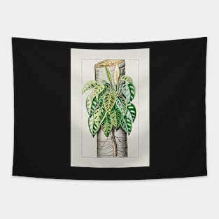 Mature Monstera adansonii var adansonii - botanical illustration Tapestry