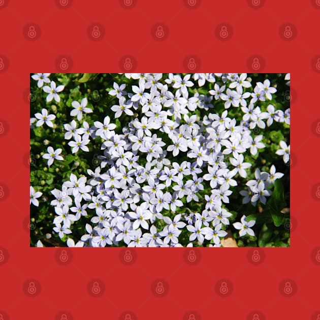 Tiny White Flowers by Aday