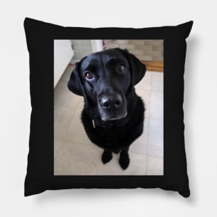 Sia 8 years old Labrador Pillow