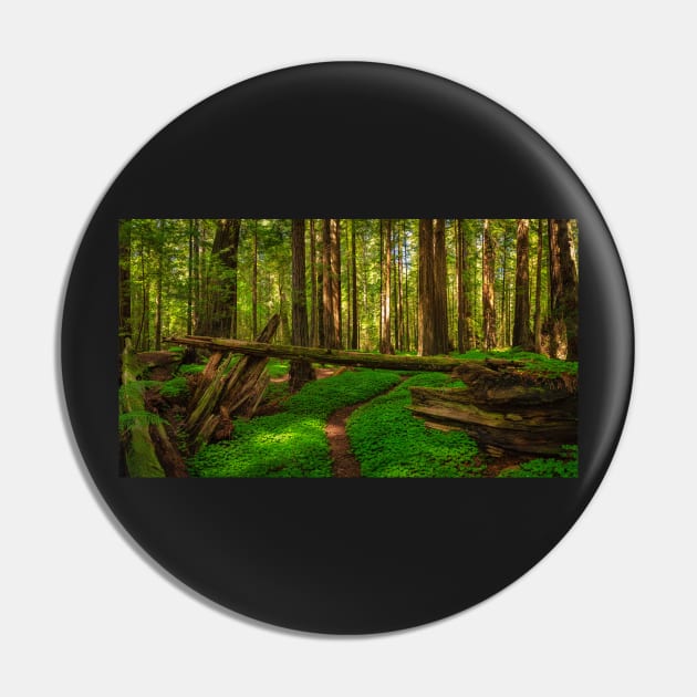 Redwood Forest Pin by JeffreySchwartz