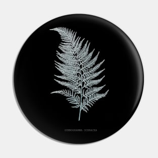 Fern - Gymnogramma Ochracea - X-ray effect - 02 Pin