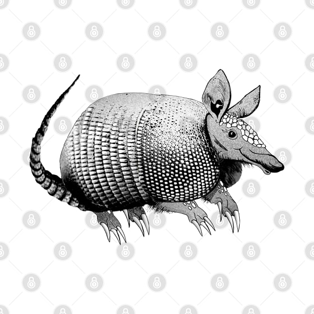 Cute Armadillo by Dual Rogue