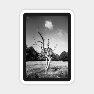 Lone Dead Tree Magnet