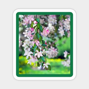 Apple blossom Magnet