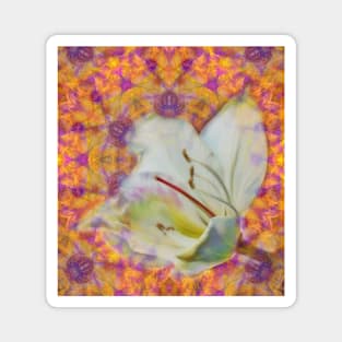 Bauhinia on vibrant kaleidoscope Magnet