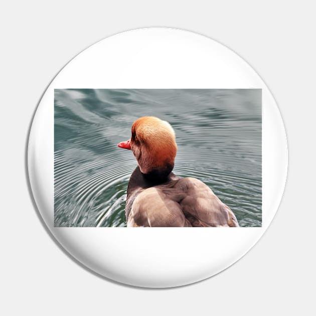 Kolbenente (Netta rufina) - Red-crested Pochard Pin by holgermader