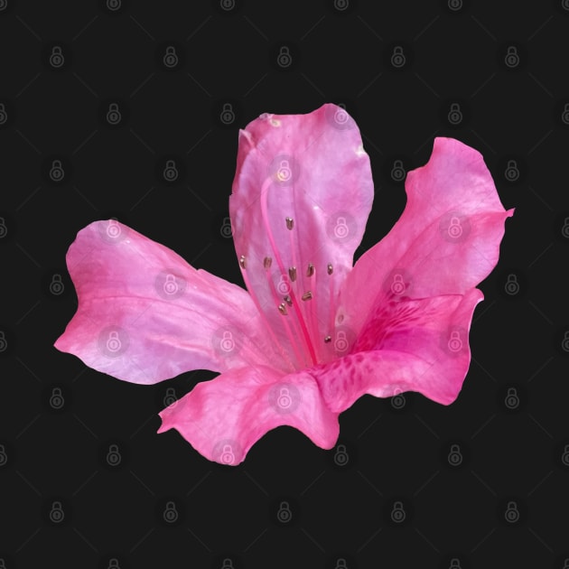 Azalea Flower by Sparkleweather
