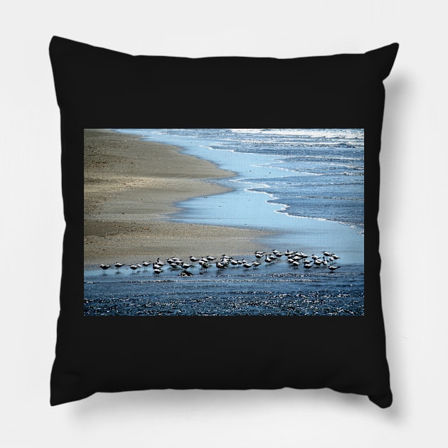 Nicaragua - Oiseaux sur la plage Pillow by franck380