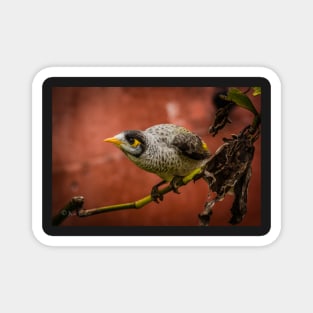 Noisy Miner (Manorina melanocephala) Magnet