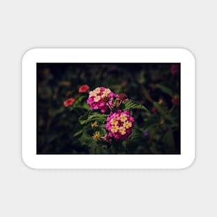 Lantana In Bloom Magnet