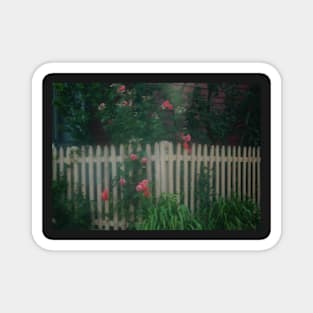 Pink Roses Growing on a White Picket Fence Magnet