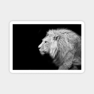 Lion bw 6/4/22 / Swiss Artwork Photography Magnet