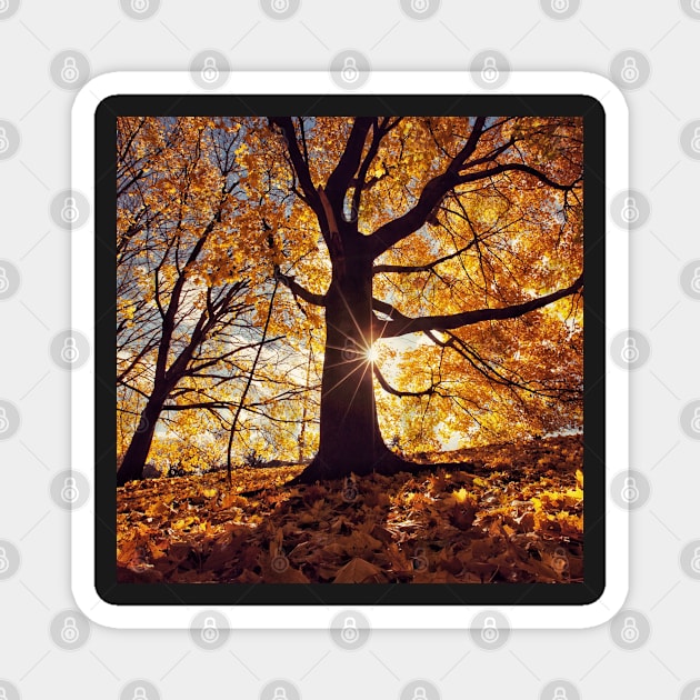 Leaves in Fall Magnet by NOMAD73
