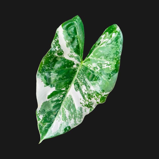 Alocasia Leaf by Meo Design