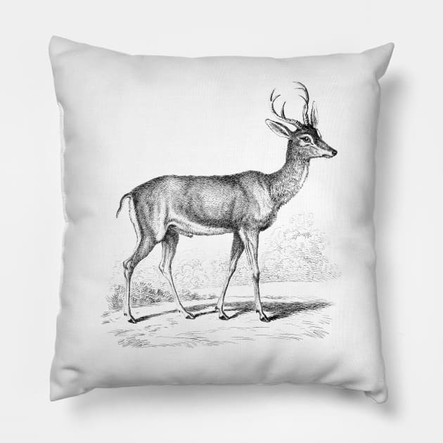 Fawn Deer Black White Vintage Animal Illustration Pillow by Biophilia