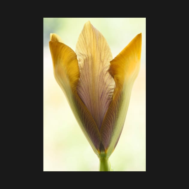 Iris  &#39;Bronze Perfection&#39;  Dutch iris by chrisburrows