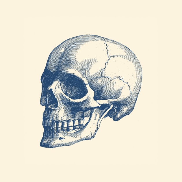 Human Skull - Vintage Anatomy Poster by Vintage Anatomy Prints