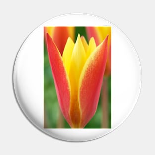 Tulipa clusiana var. chrysantha  'Tubergen's Gem'  Lady tulip  Miscellaneous tulip group Pin