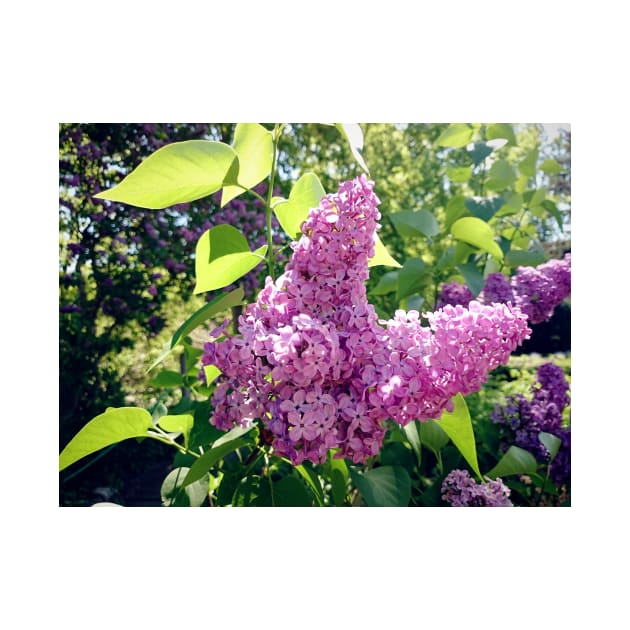 Lilacs bloom by Gourmetkater