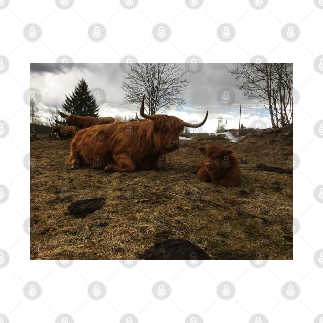 Scottish Highland Cattle Cow and Calf 1749 by SaarelaHighland