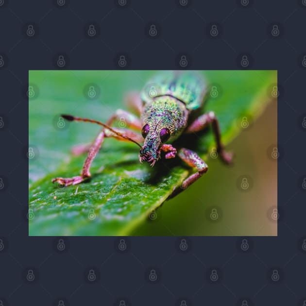 Little Green Leaf Weevil Macro Photography by love-fi