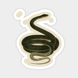 serpent,cobra,reptile,viper,venom,lizard,rattlesnake,king cobra,dragon,hydra,poison,venomous,plumber's snake,pythonidae,pythons,auger,python,squamata,serpentine,worm,big,ophidian,rattlesnakes,medusa,snakebite Magnet