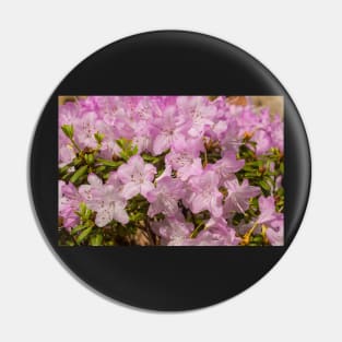 Pink Lilac Rhododendron Flowers Pin