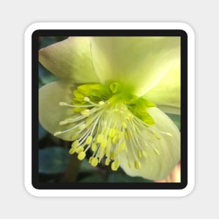 The Shining and Tender Winter Yellow Hellebore Magnet