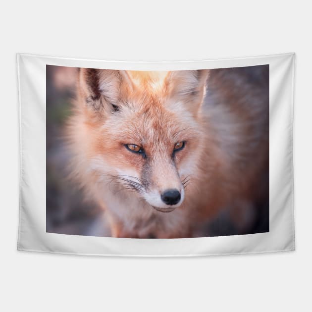 Fox Tapestry by jswolfphoto