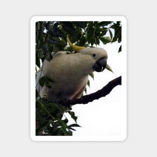 Sulphur Crested Cockatoo Magnet