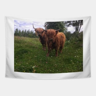 Scottish Highland Cattle Cow and Calf 2045 Tapestry