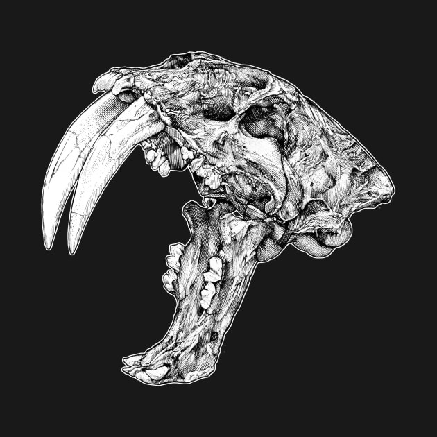 Sabertooth Tiger Skull by DAKOS