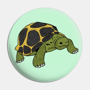 Tortoise Pin