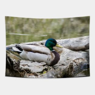 Mallard duck on a log Tapestry