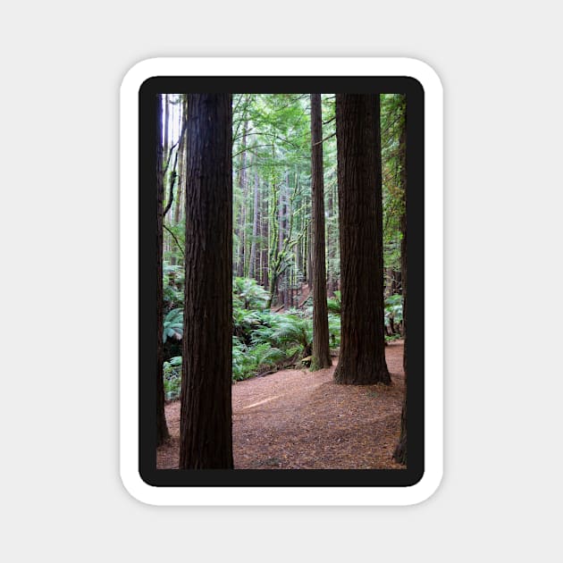 Tall dark redwood tree trunks. Magnet by sma1050