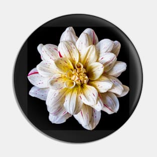 Picasso Dahlia on Black Pin