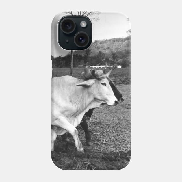 Vintage Photo of Mexican Farmer and Cows Phone Case by In Memory of Jerry Frank