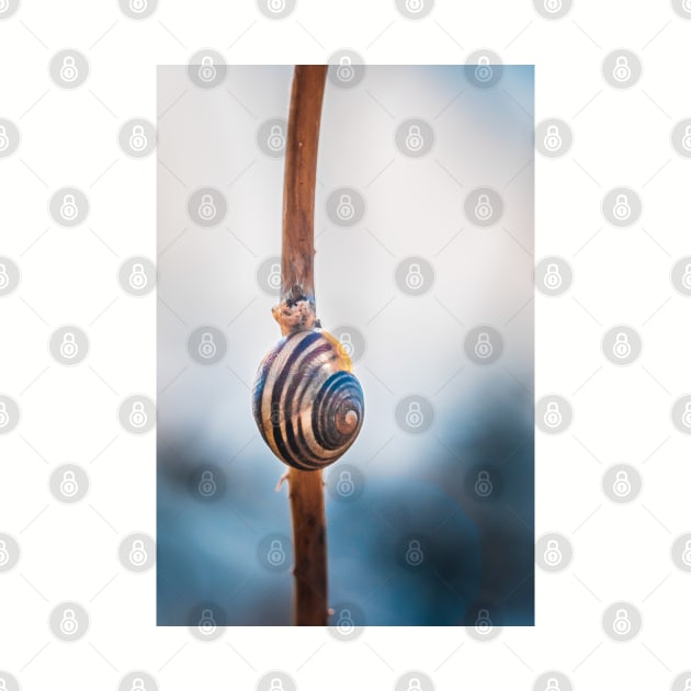 Hang Tight! Snail Shell Photograph by love-fi