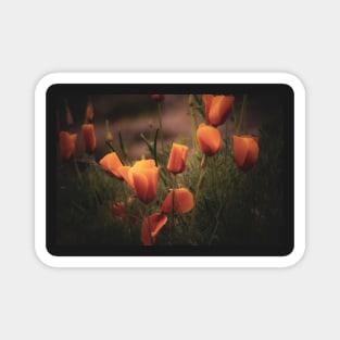 California poppies orange Magnet