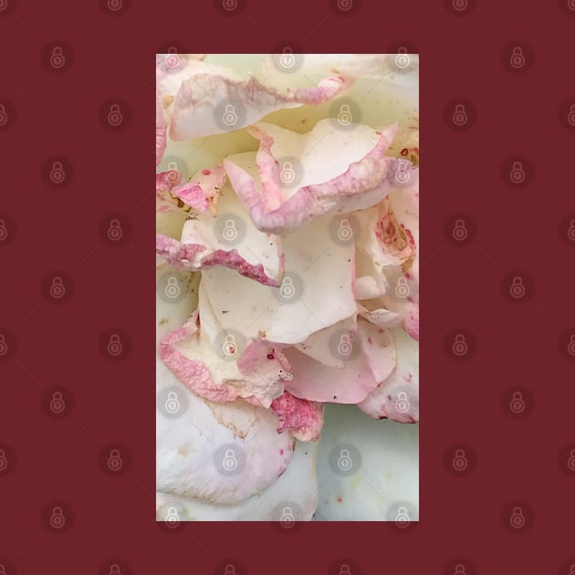 Pastel pink rose petals by Khala