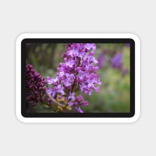 Purple Lilac Magnet