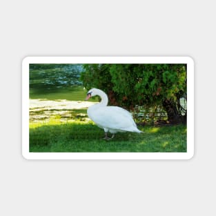 Graceful Swan Standing Under a Tree Magnet