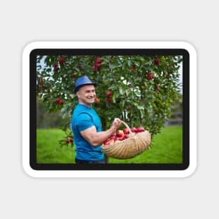 Farmer picking apples in a basket Magnet