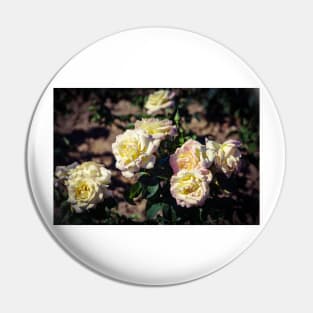 Yellow roses Pin