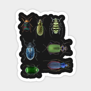 Beetle stickers set Magnet